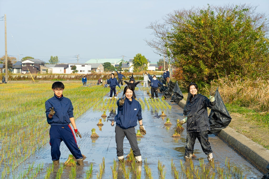 We Planted Igusa Seedlings in December!!!